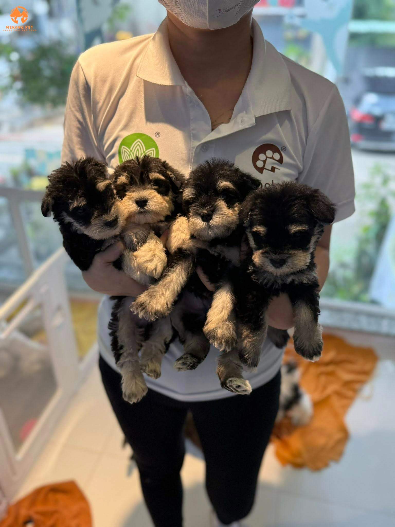 Chuyen mua ban giong Cho Schnauzer thuan chung tai tphcm